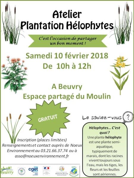 Atelier "Plantation hélophytes" @ Espace partagé du Moulin | Beuvry | Hauts-de-France | France